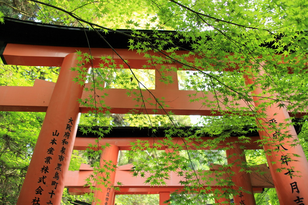 青椛と鳥居