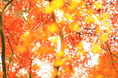 嵐山の紅葉③