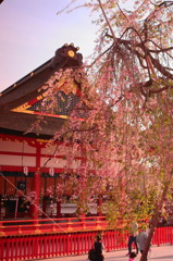 伏見稲荷の枝垂れ桜(3)