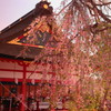 伏見稲荷の枝垂れ桜(3)