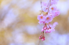 京都の桜（12）