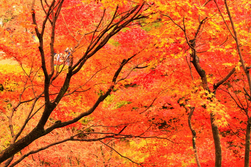 東福寺の紅葉⑥