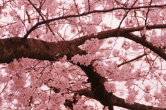 小金井の桜8