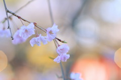 京都の桜（13）