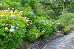 善峯寺の紫陽花(3)