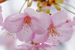 寒桜？河津桜？？
