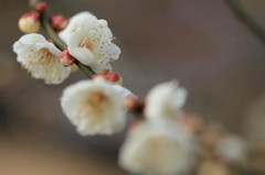 2015梅(4)