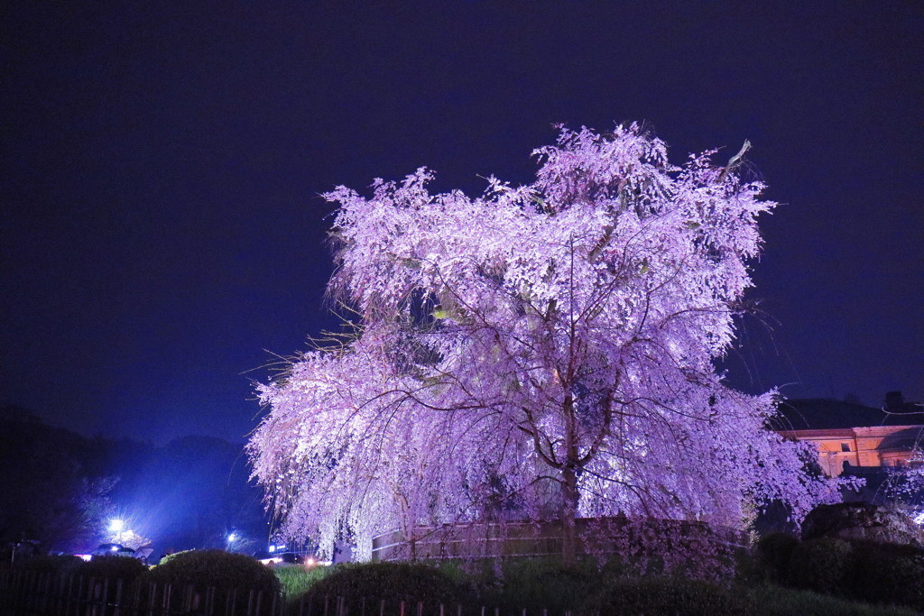 円山公園の大枝垂桜