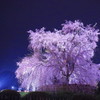 円山公園の大枝垂桜