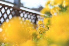 菜の花