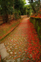 嵐山の紅葉①