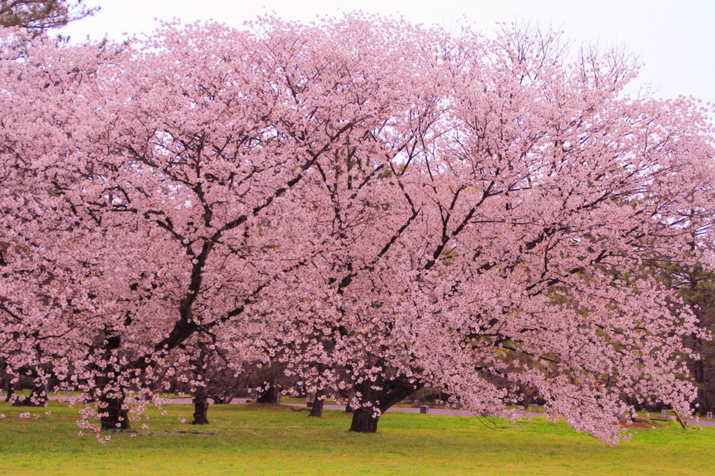 京都の桜2015(11)
