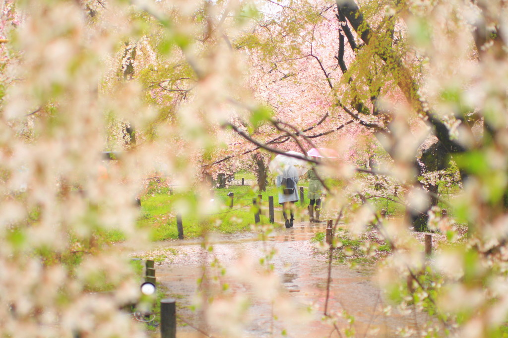 雨中の桜見物