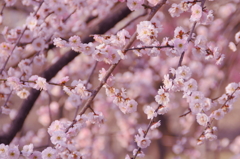 梅４