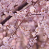 梅４