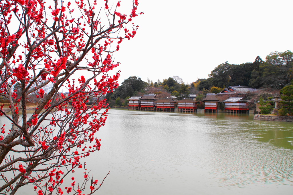 長岡天満宮の梅(1)