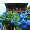 善峯寺のあじさい(4)