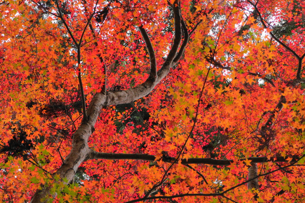 談山神社の紅葉(5)