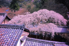 なりひら桜