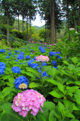 三室戸寺の紫陽花(6)