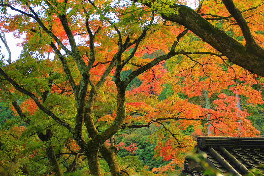 善峯寺の紅葉(3)