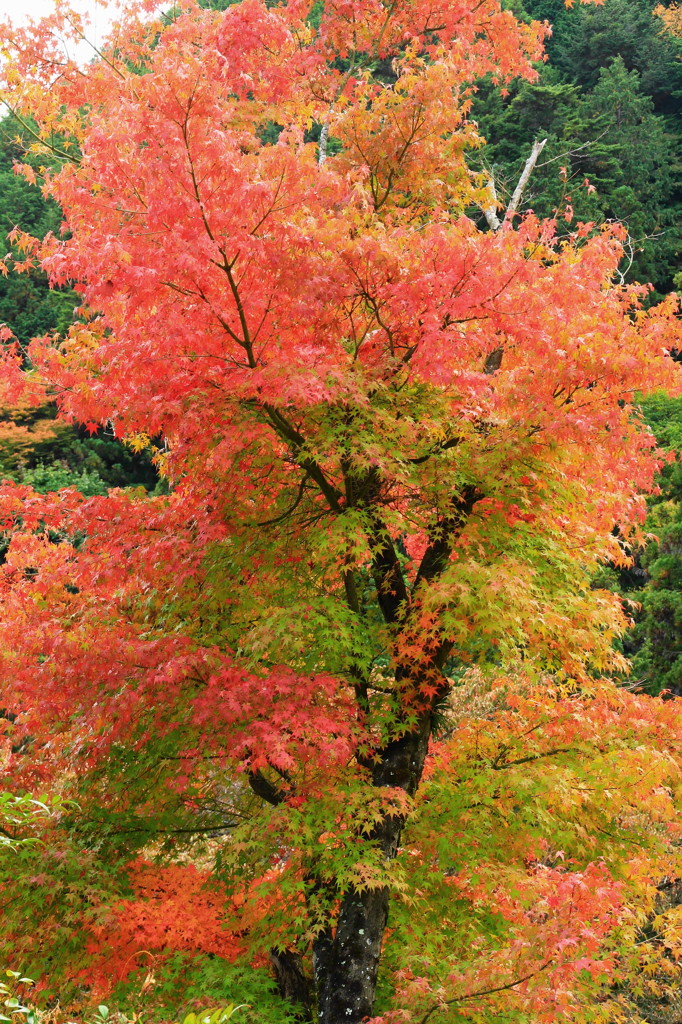 善峯寺の紅葉(2)
