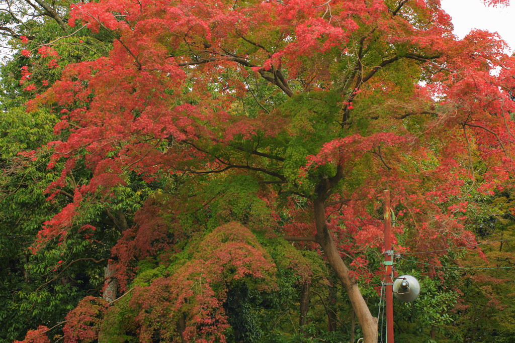 稲荷大社の紅葉