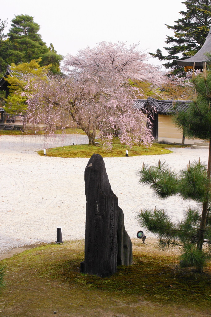 勅使門前の枝垂れ桜