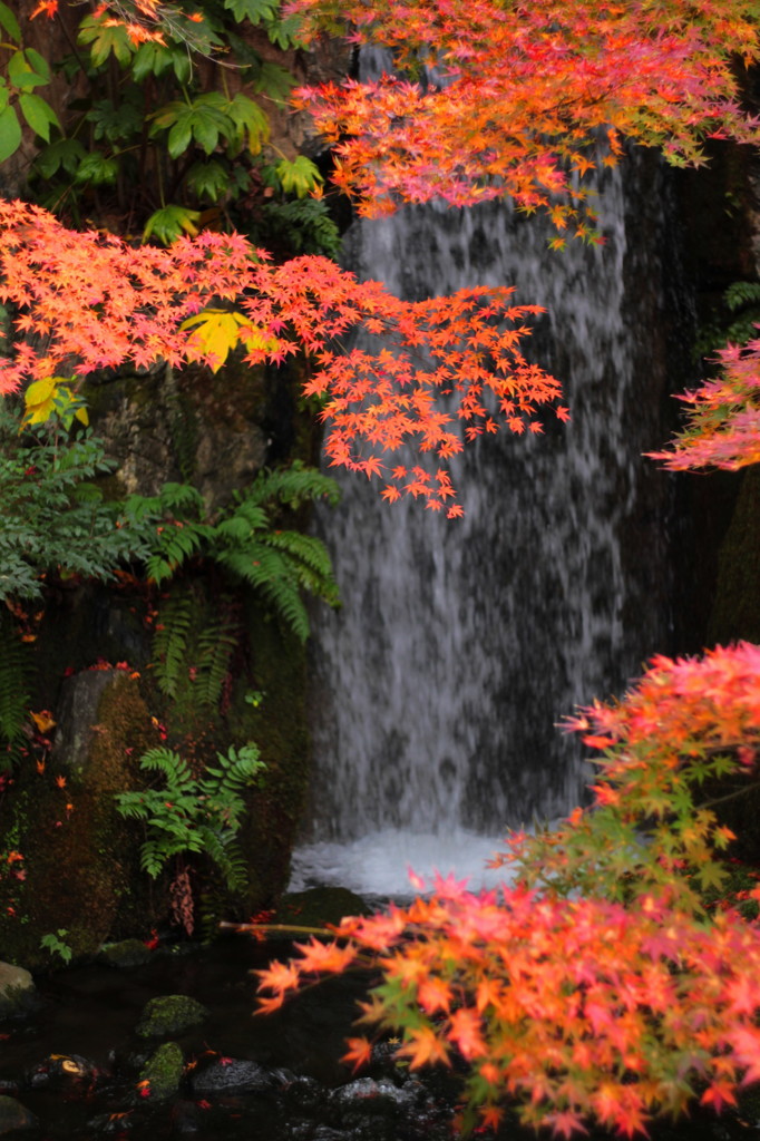 朱雀の庭(5)