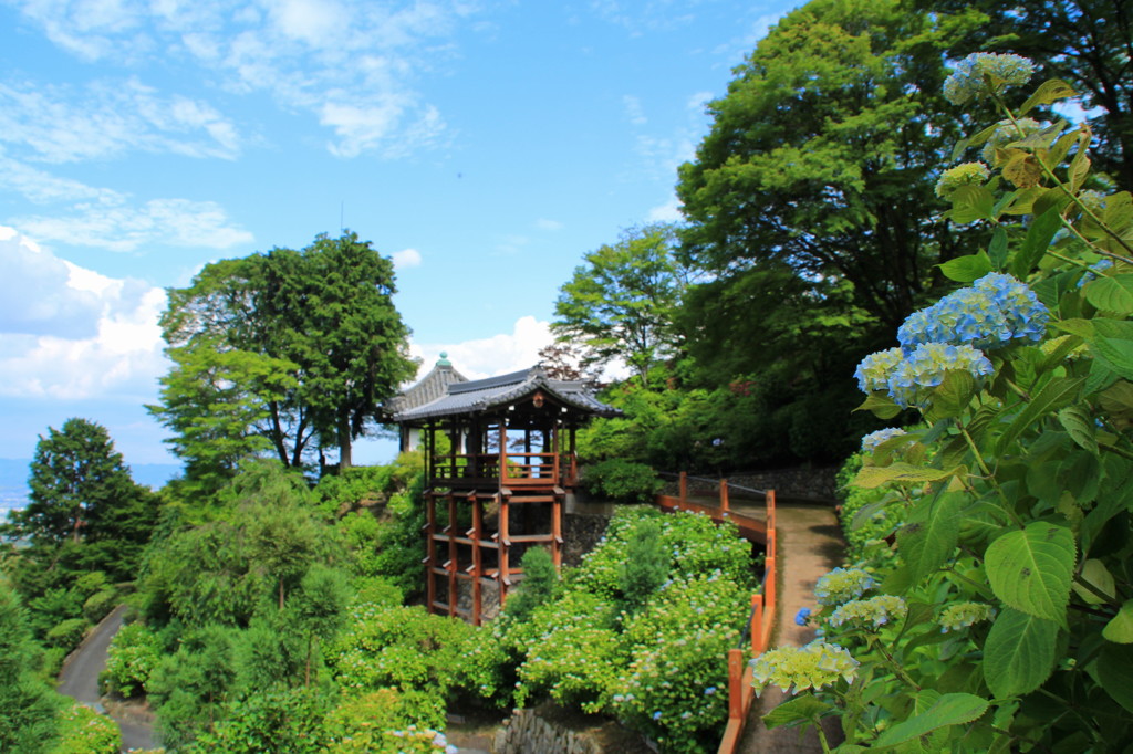 善峯寺の紫陽花(6)