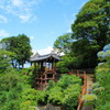 善峯寺の紫陽花(6)