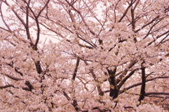 小金井の桜5