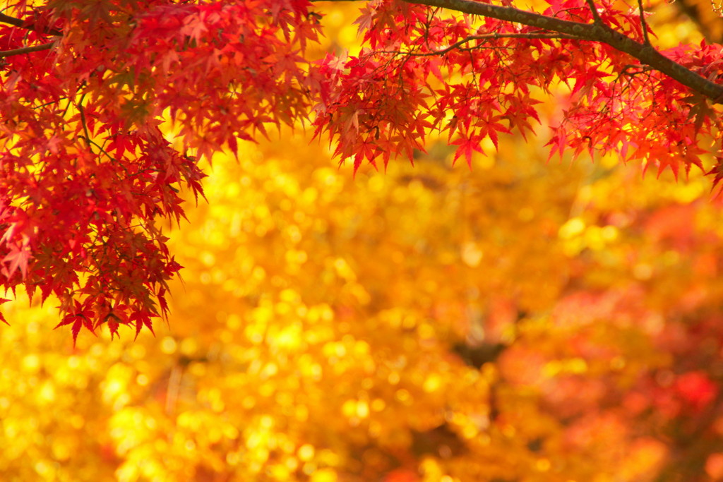2016東福寺の紅葉(3)