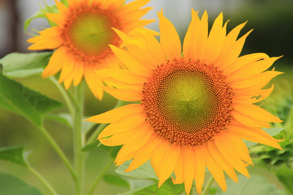 太陽の花