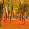 秋の奈良公園