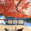 鹿と紅葉