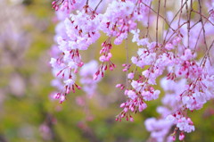 京都の桜(1)