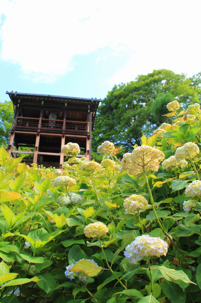 善峯寺の紫陽花(5)