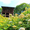 善峯寺の紫陽花(5)