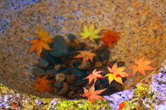 水面紅葉