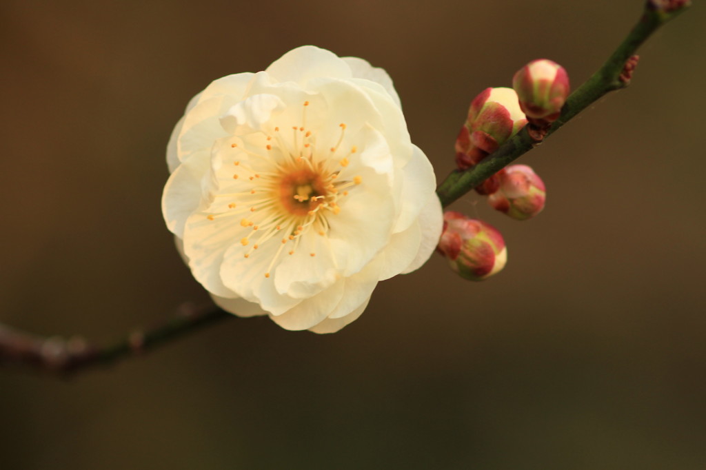 2015梅(1)