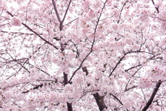 長岡天満宮の桜(1)