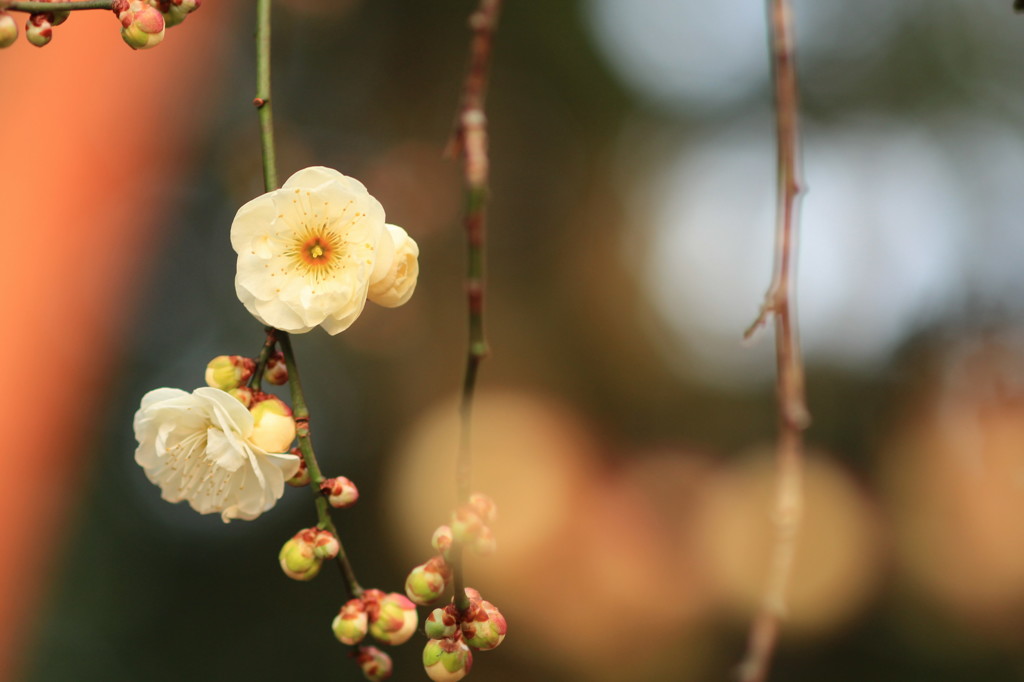 2015梅(3)