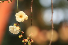 2015梅(3)