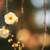 2015梅(3)