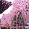 善峯寺の枝垂れ桜②