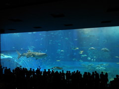 美ら海水族館