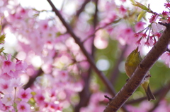 桜とメジロ。