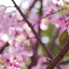 桜とメジロ。