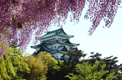 名古屋城と藤